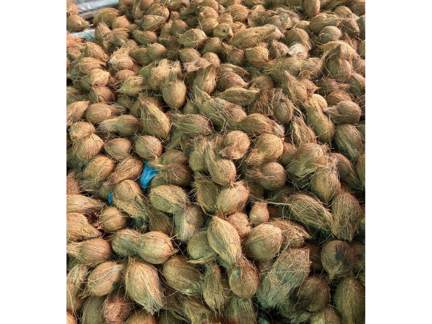 Semihusked coconuts  1