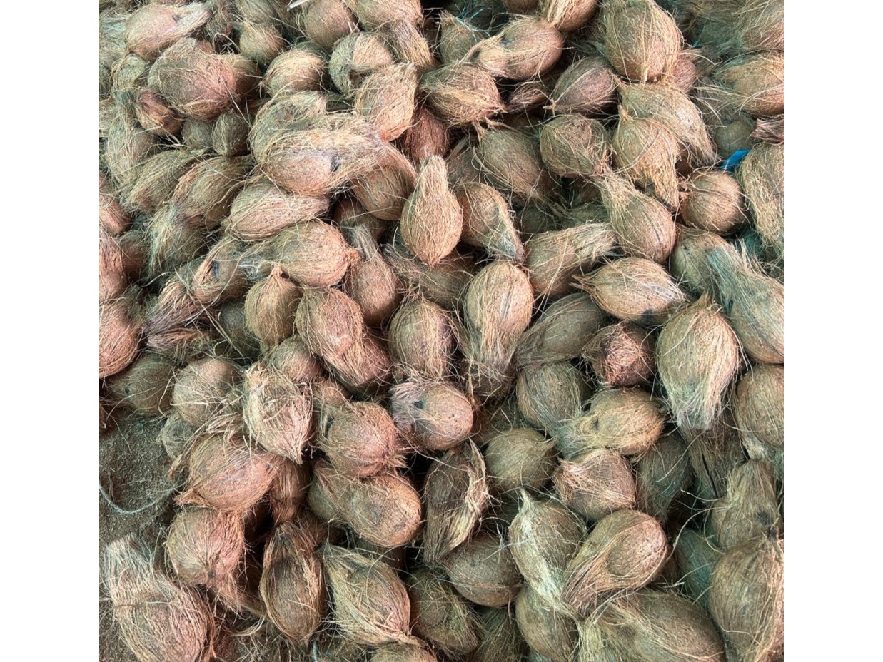 Semihusked coconuts  3