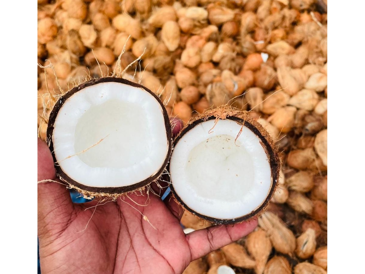 Semi husked coconut  2
