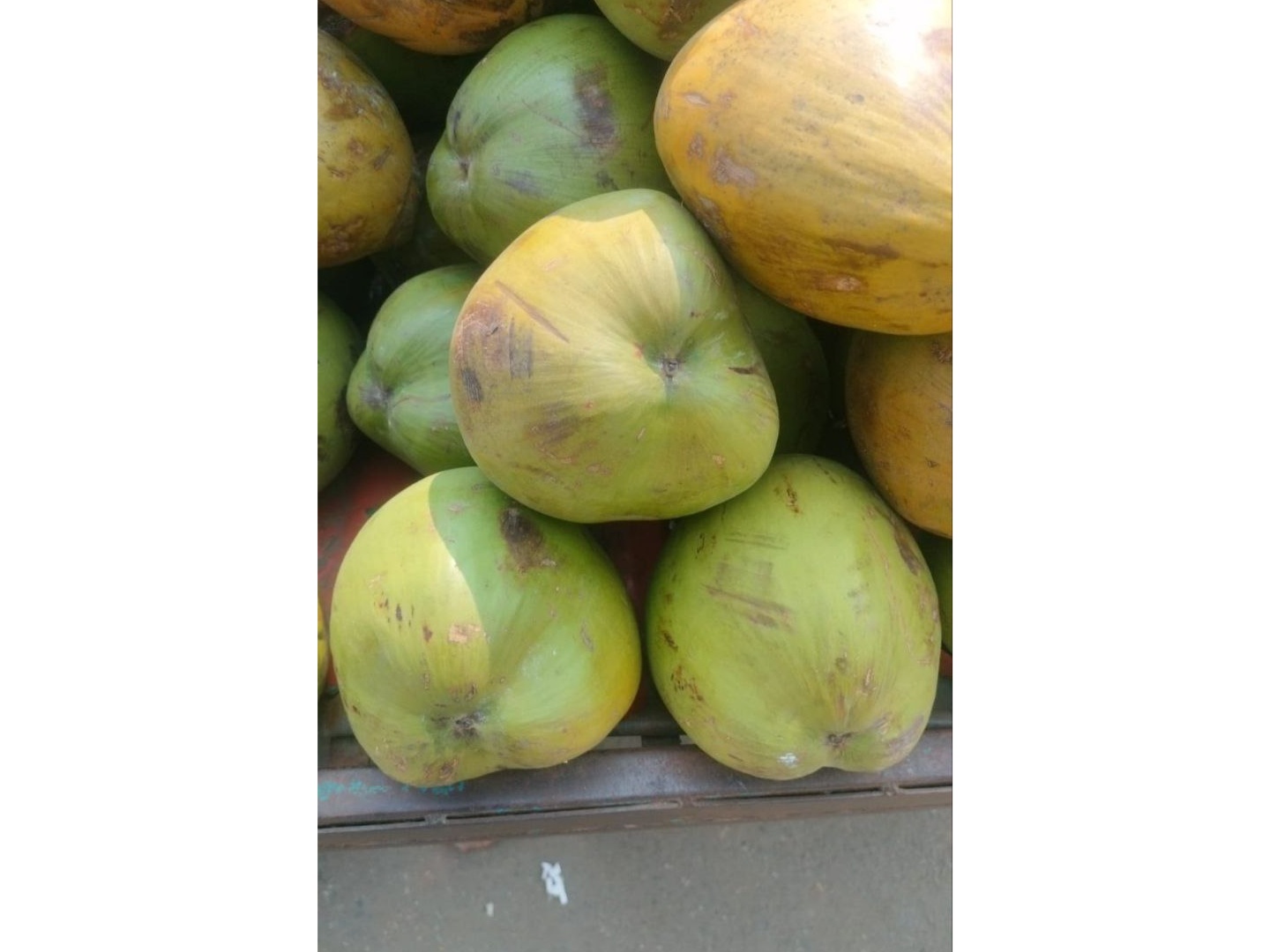 Green tender coconut 