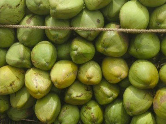 Green tender coconut  2