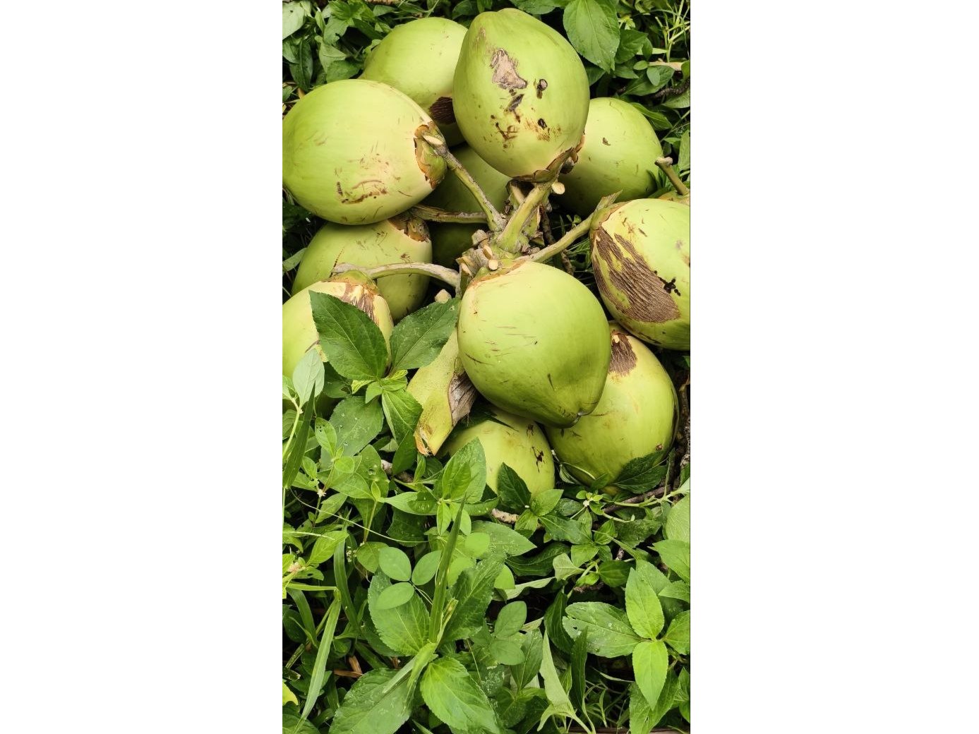 Tender coconuts  2