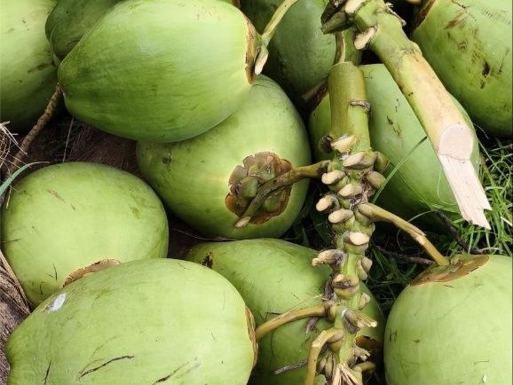 Tender coconuts  3
