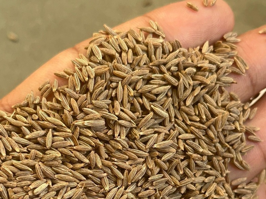 Cumin Seed 2