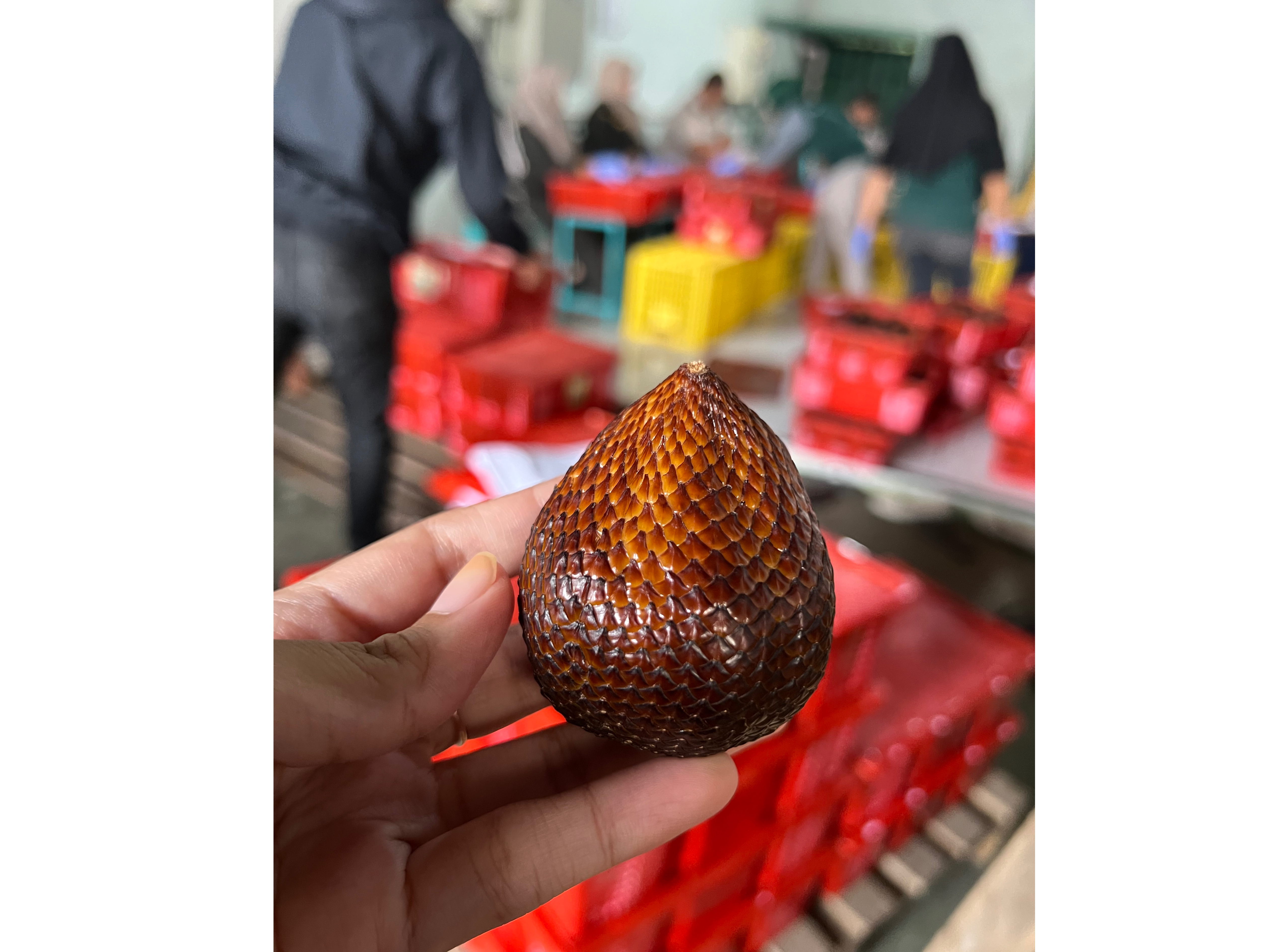 SALAK (Snake Fruit /蛇皮果 / ផ្លែសាឡាក់) 2