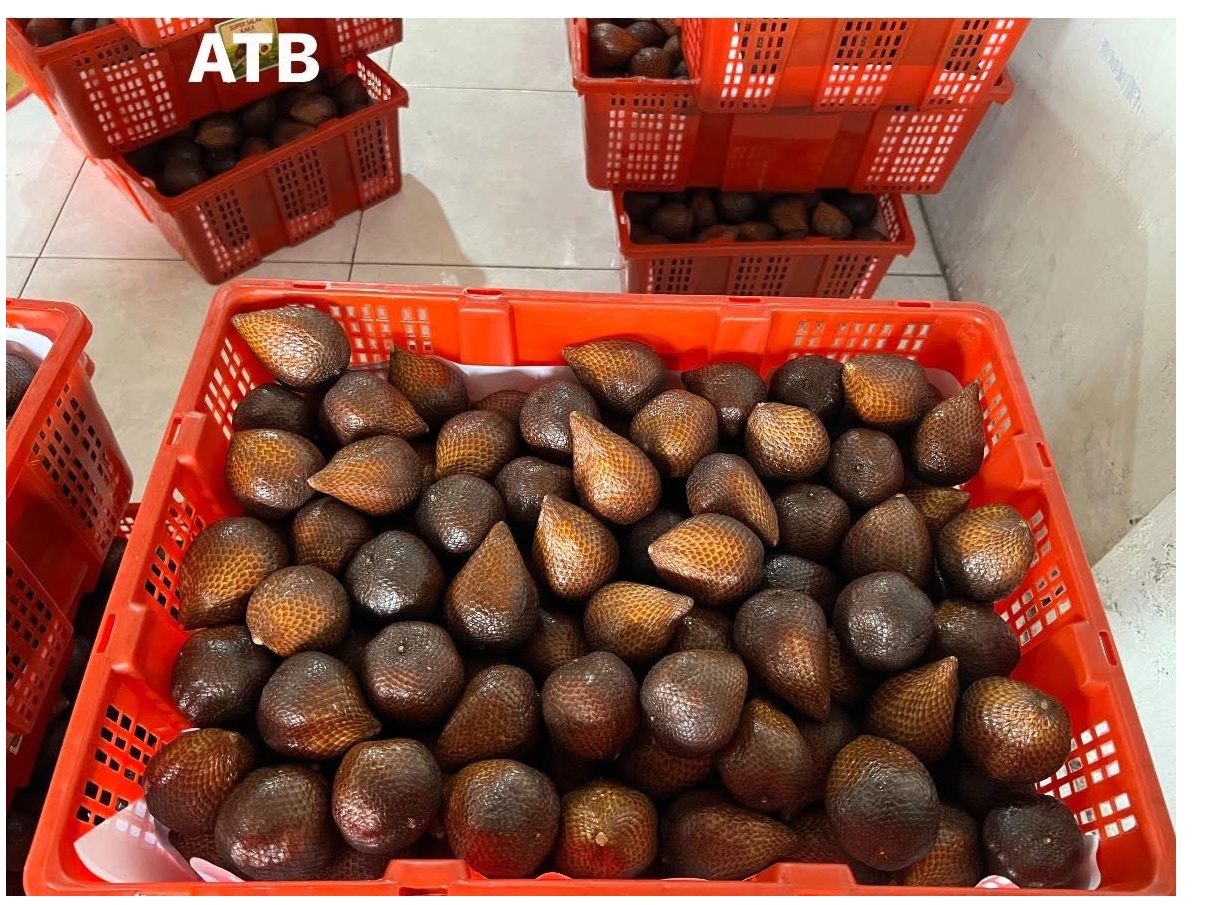 SALAK (Snake Fruit /蛇皮果 / ផ្លែសាឡាក់) 3