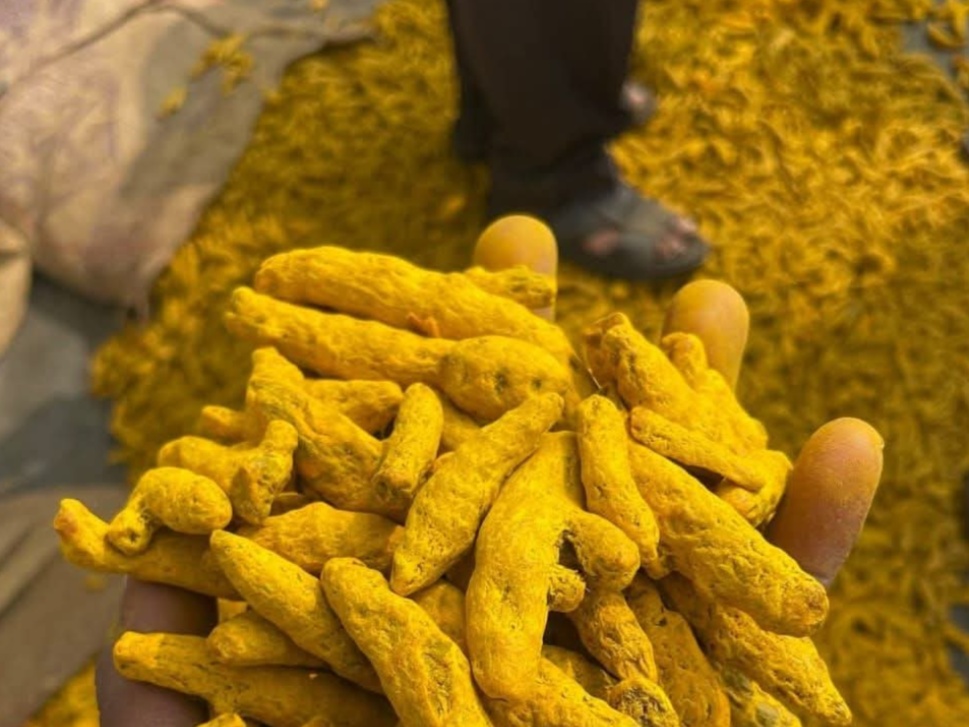 Pure Turmeric (Haldi | Manjal)  हल्दी | Whole Finger & Powder 30kg 1