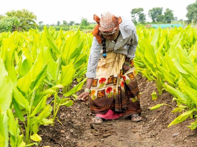 Pure Turmeric (Haldi | Manjal)  हल्दी | Whole Finger & Powder 30kg 2
