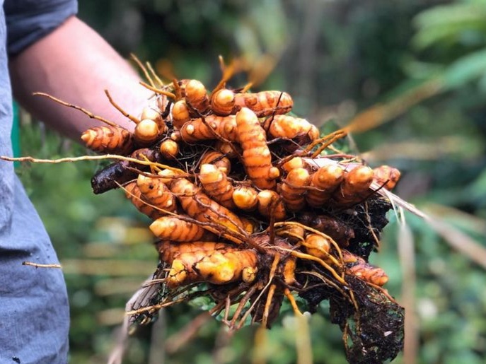 Pure Turmeric (Haldi | Manjal)  हल्दी | Whole Finger & Powder 30kg 4