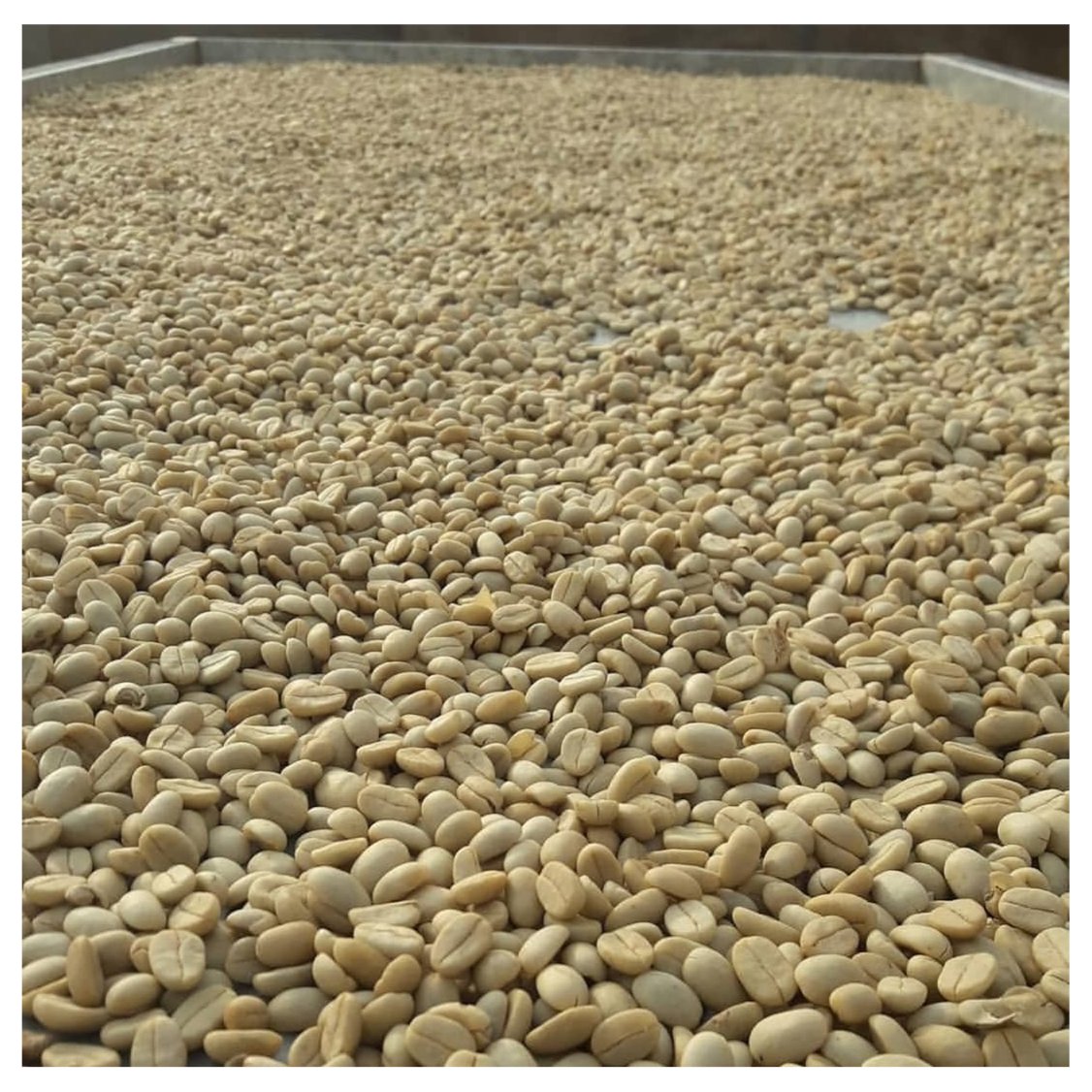 Ugandan bugisu coffee 1