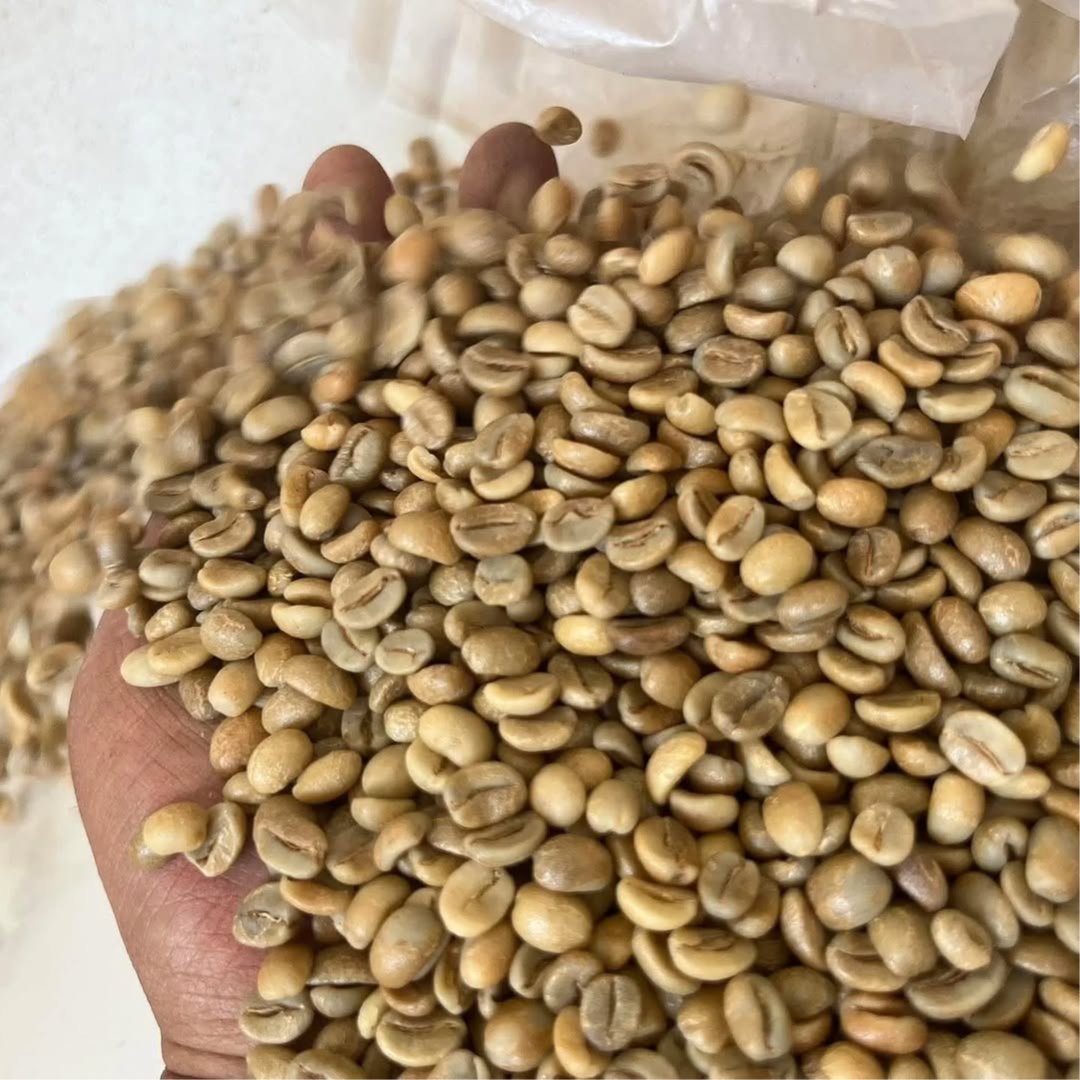 Green beans speciality coffee