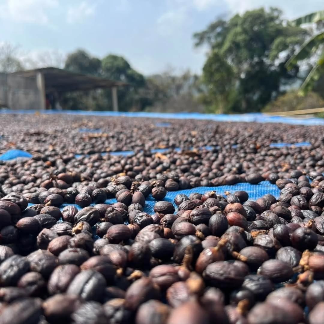 Green beans speciality coffee 2