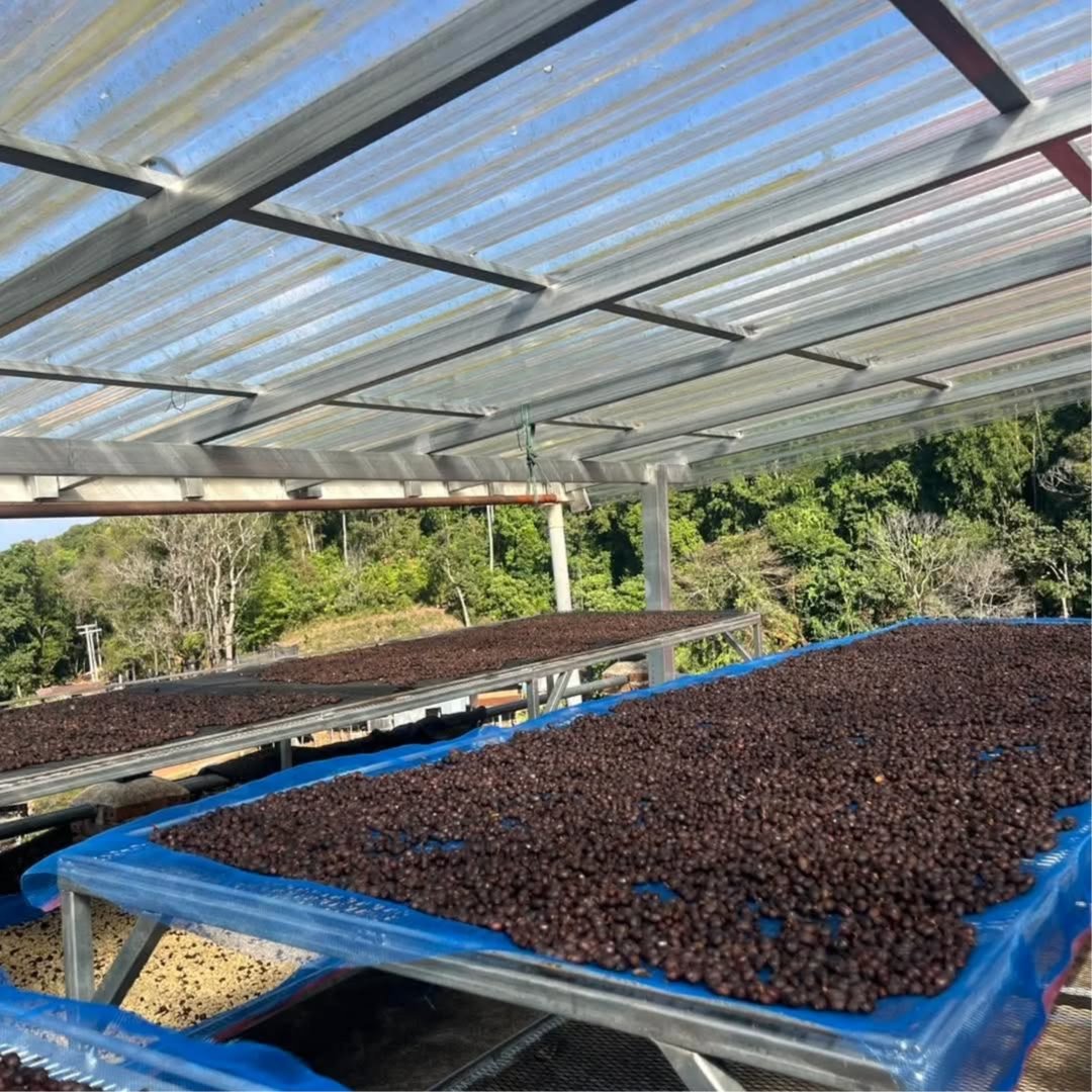 Green beans speciality coffee 3