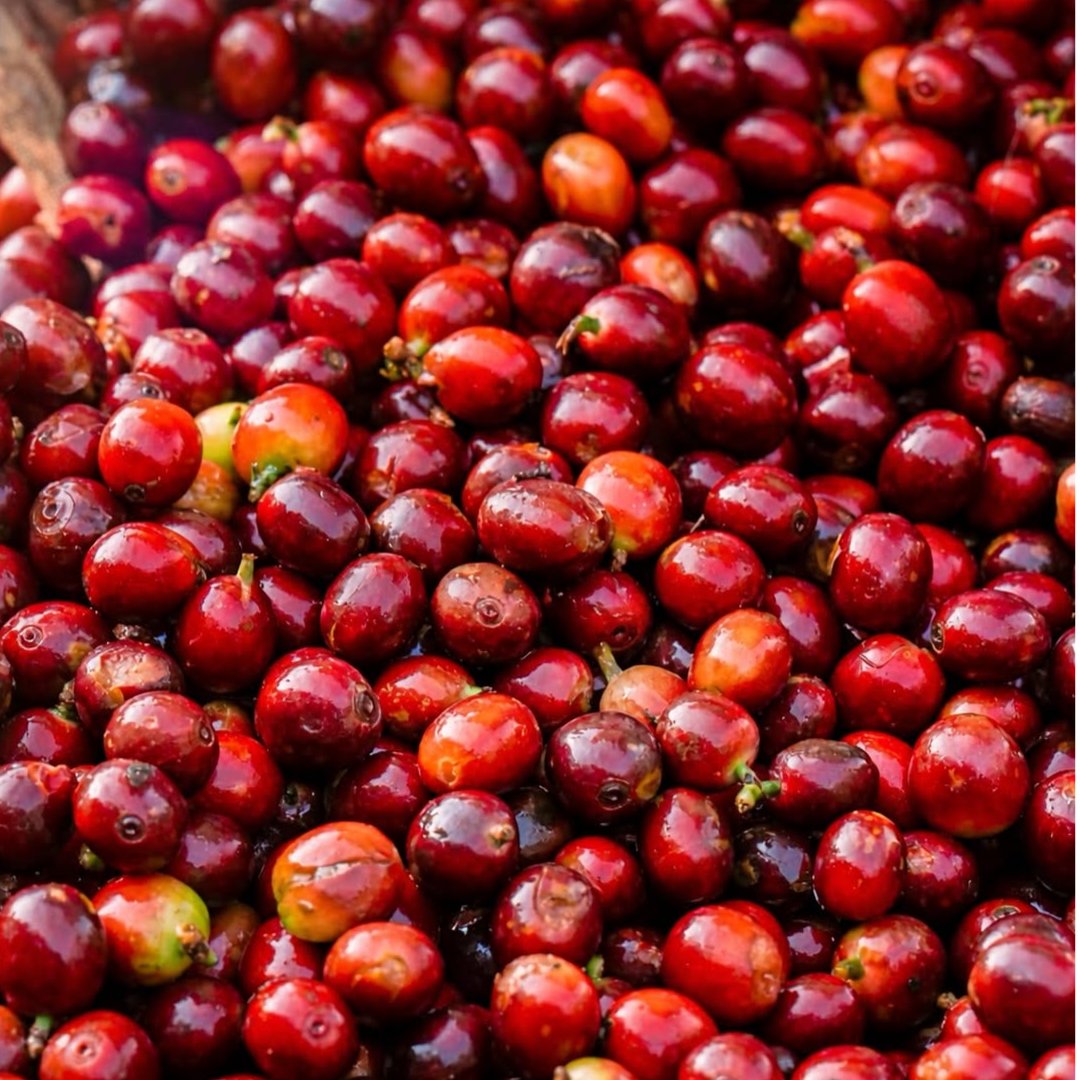 Green coffee beans from bugisu land uganda 1