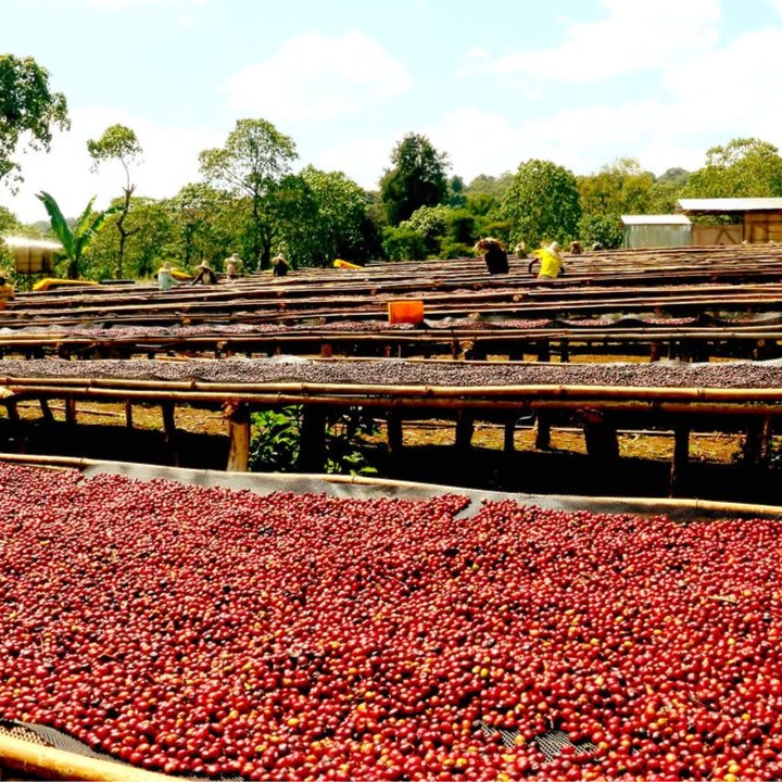 Green coffee beans from bugisu land uganda 2