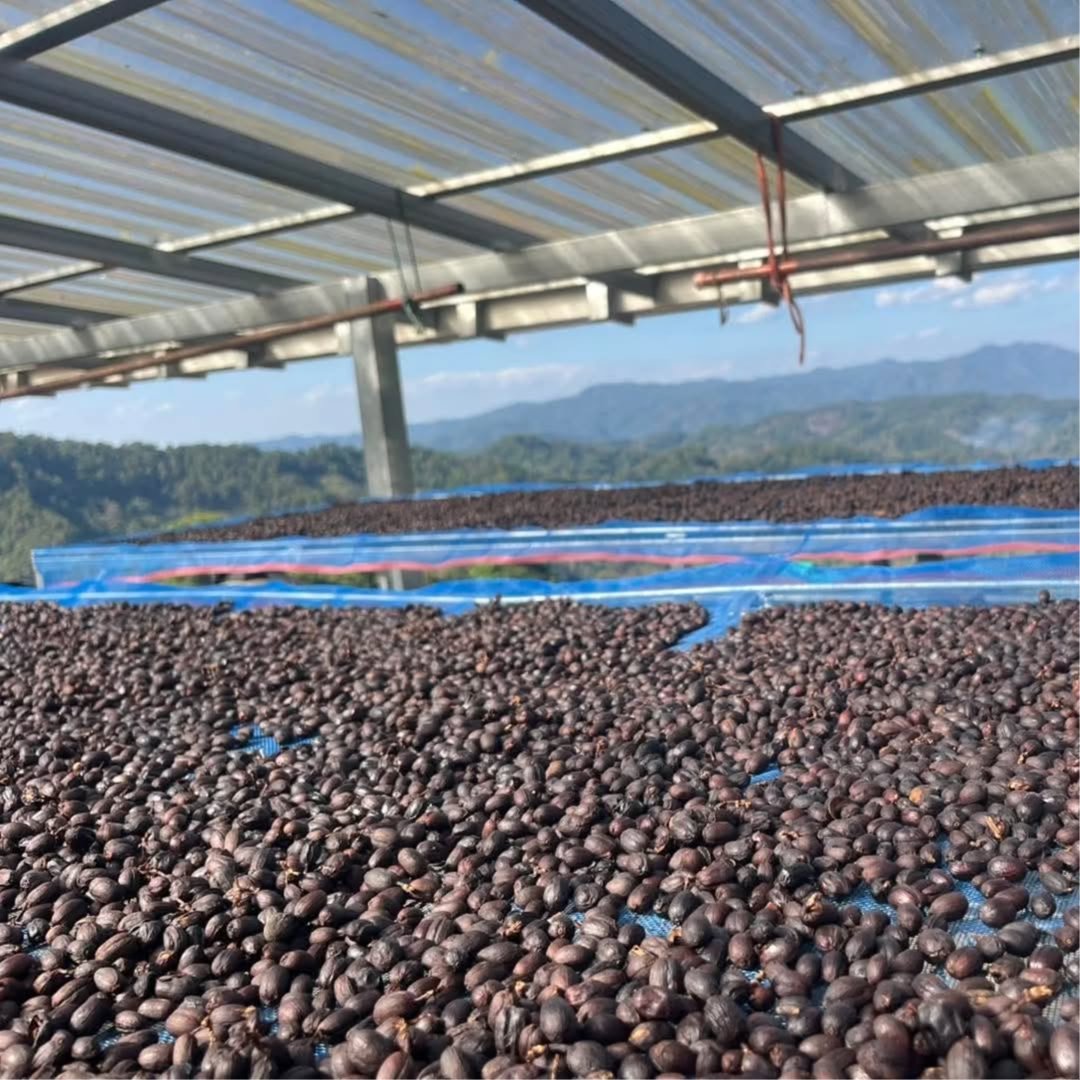 Green coffee beans from bugisu land uganda 3