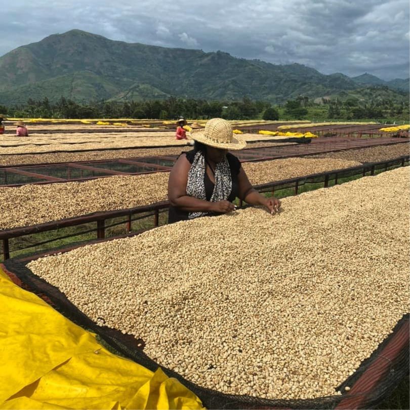 Green coffee beans from bugisu land uganda 4