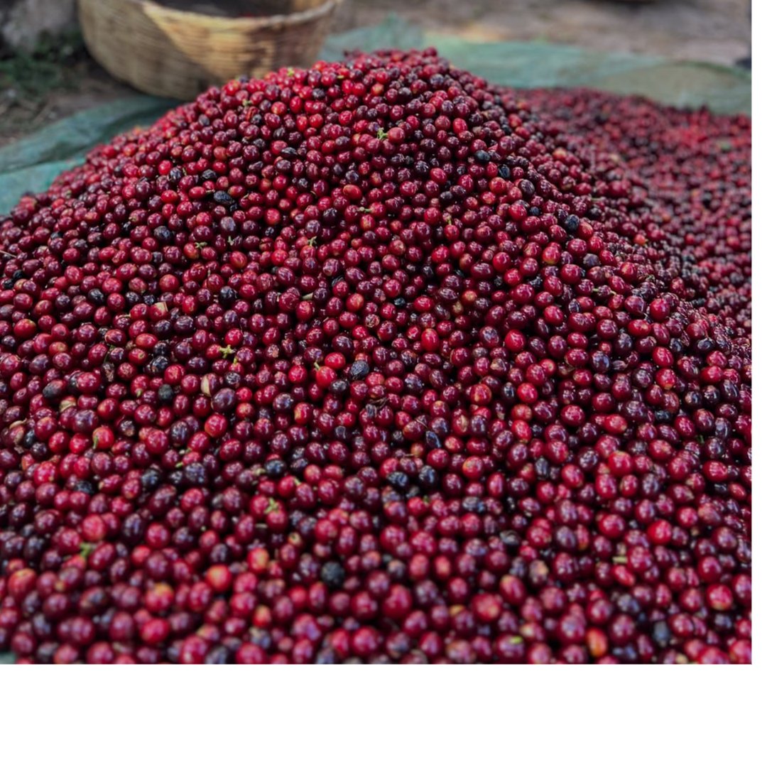 Arabica grade AA 1