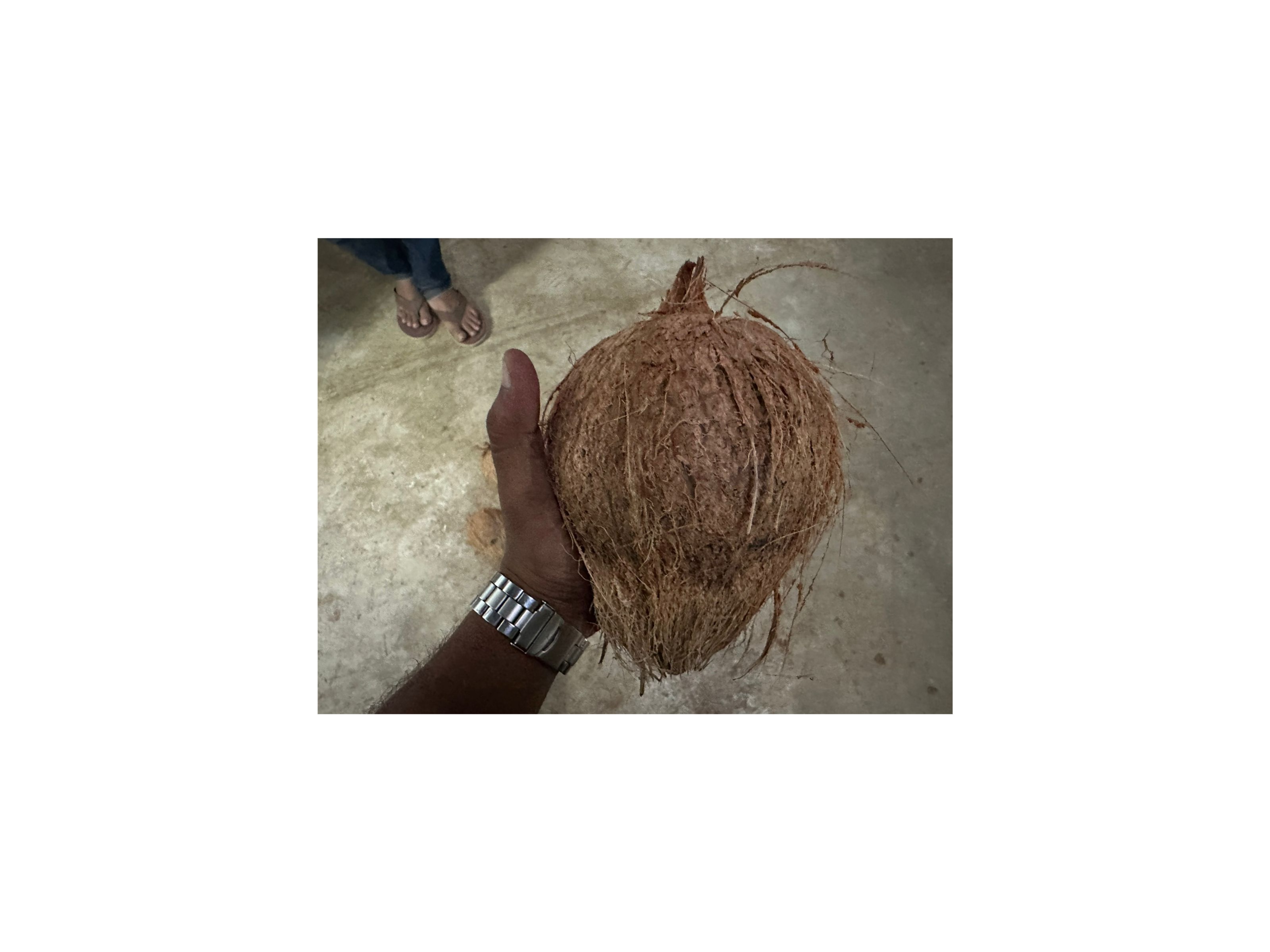 Coconut 2