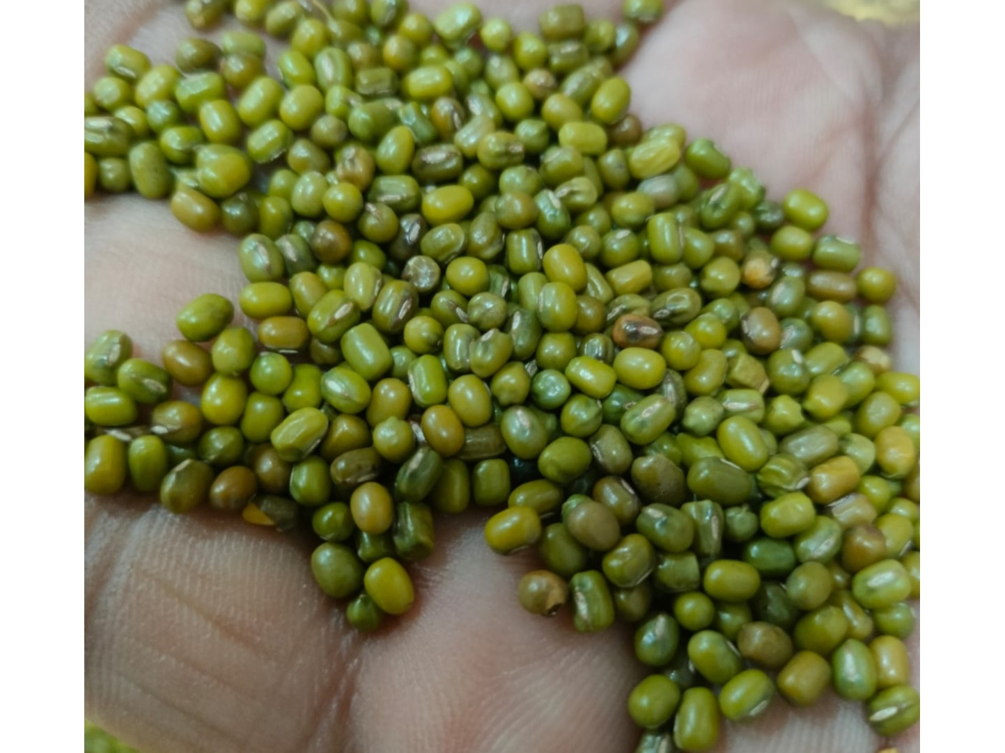 Moong dal 1