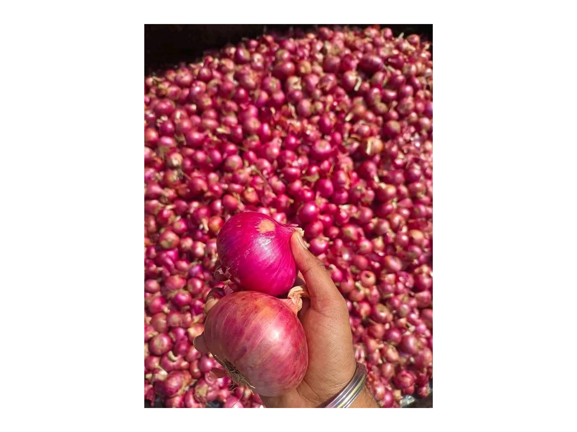Red onion 