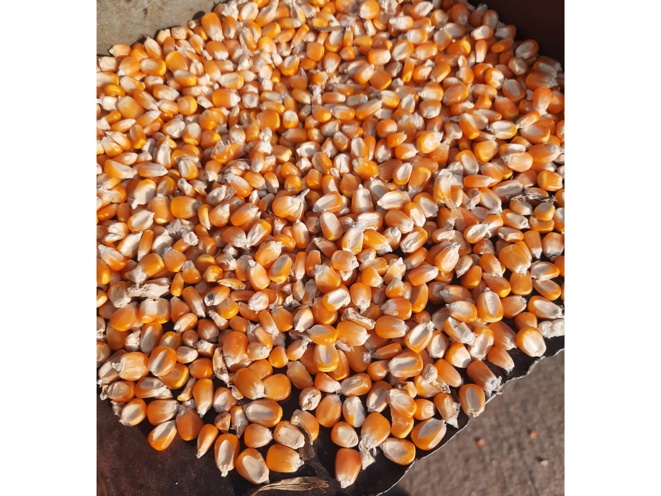 All Grades of Maize Corn 1