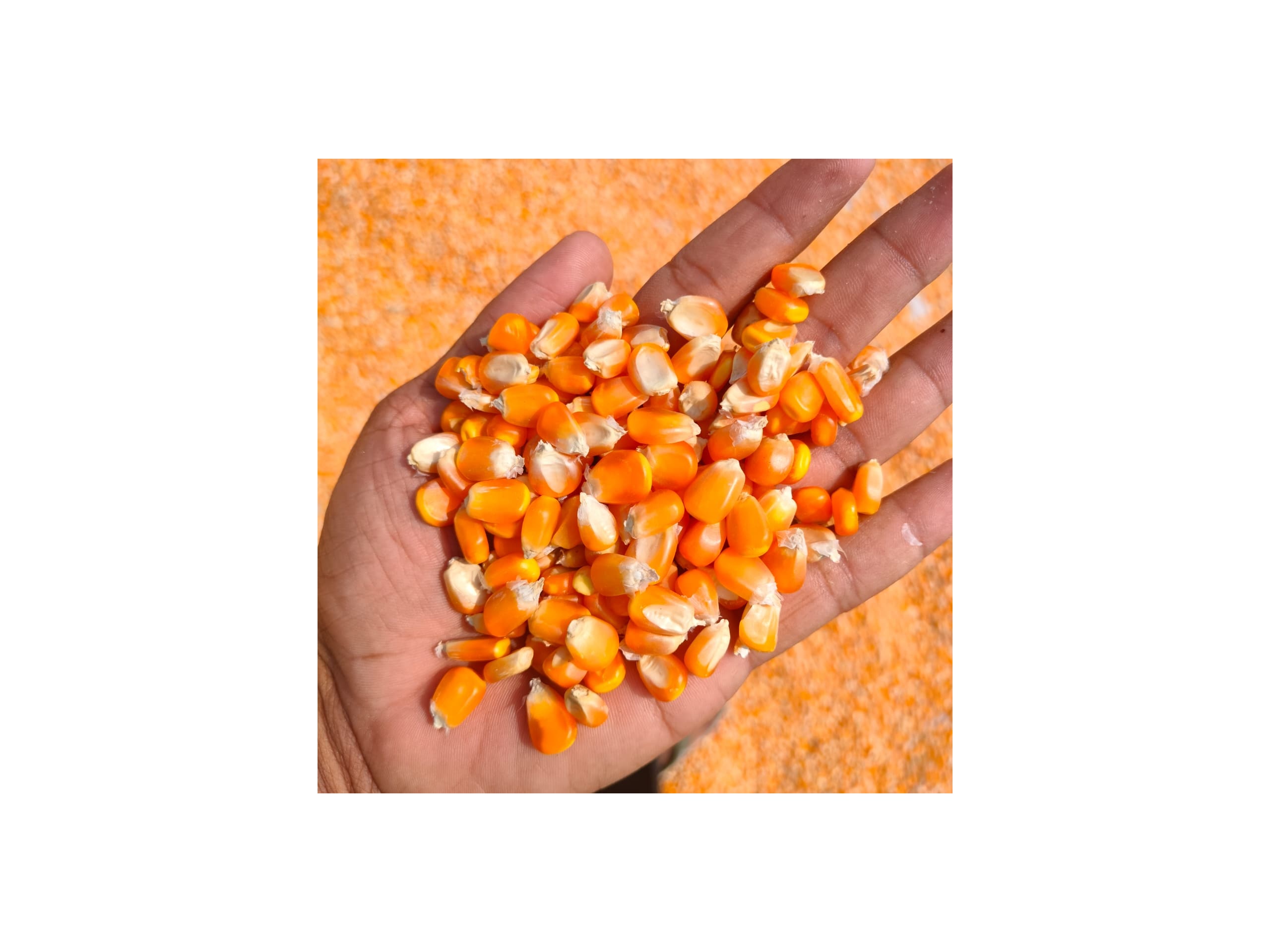 All Grades of Maize Corn 2