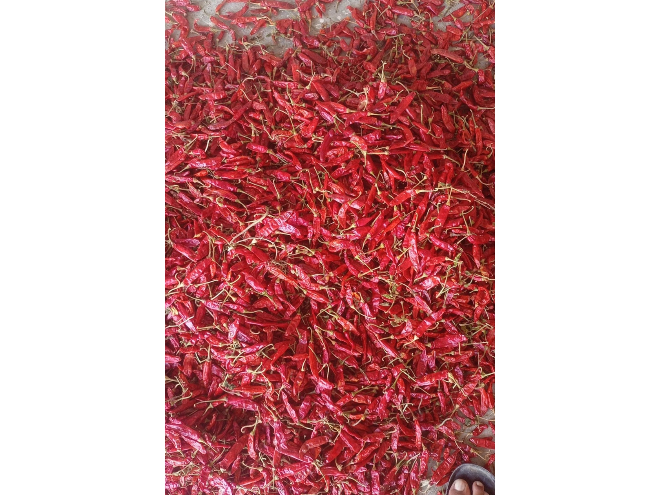 Dry Red Chilli 1