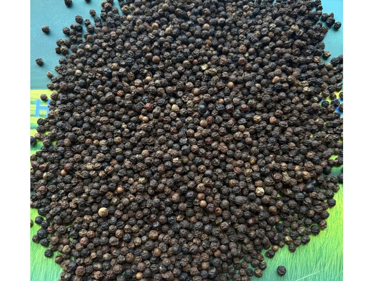 Black Pepper 1