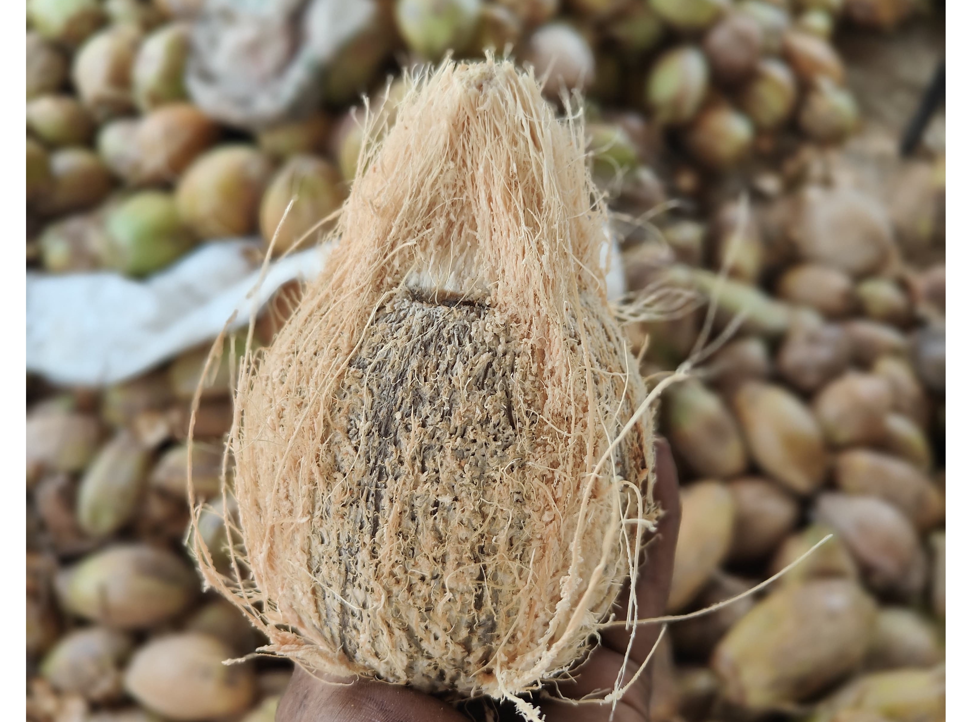 Semi husked coconut  2