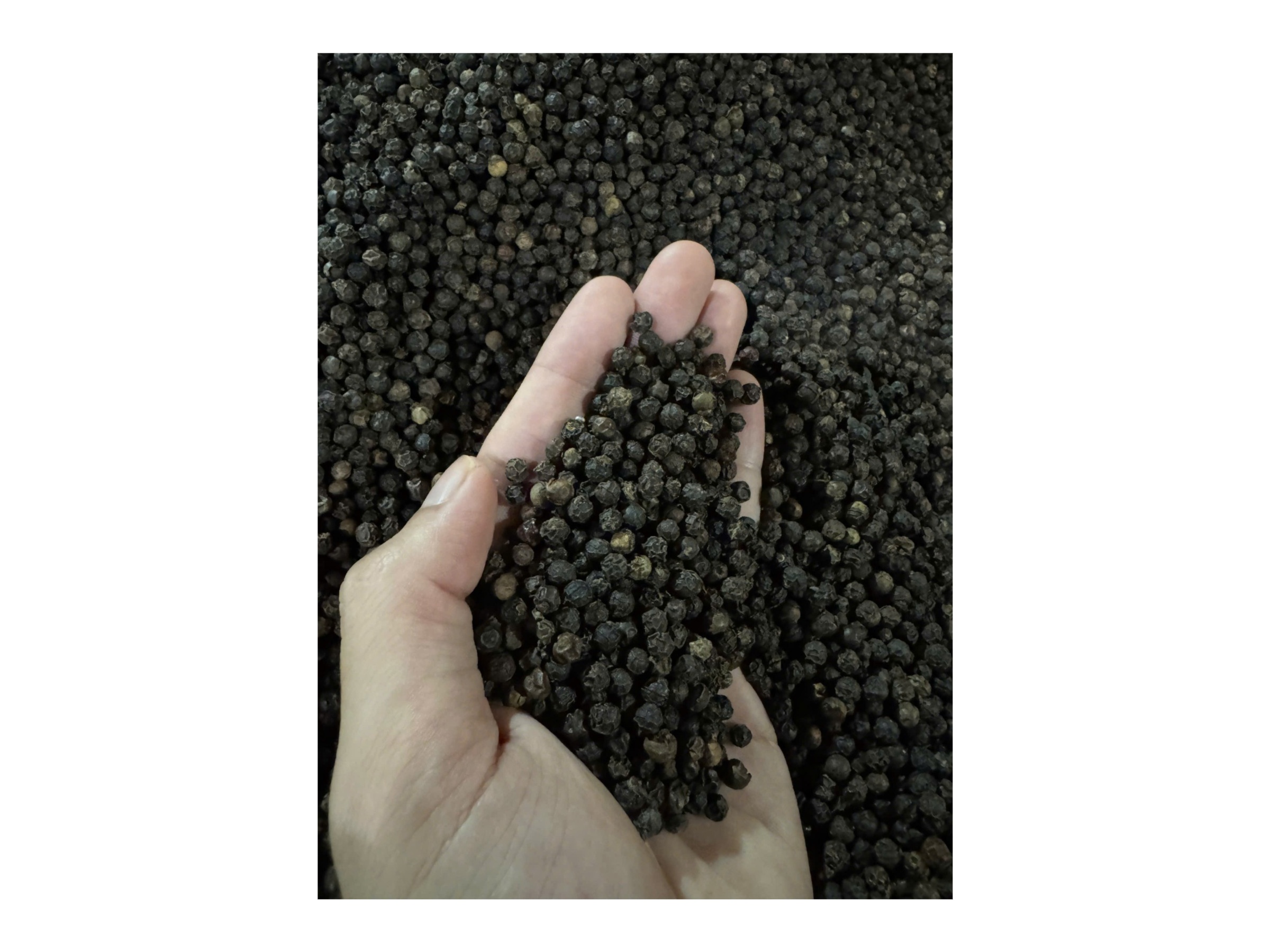 Black pepper  1