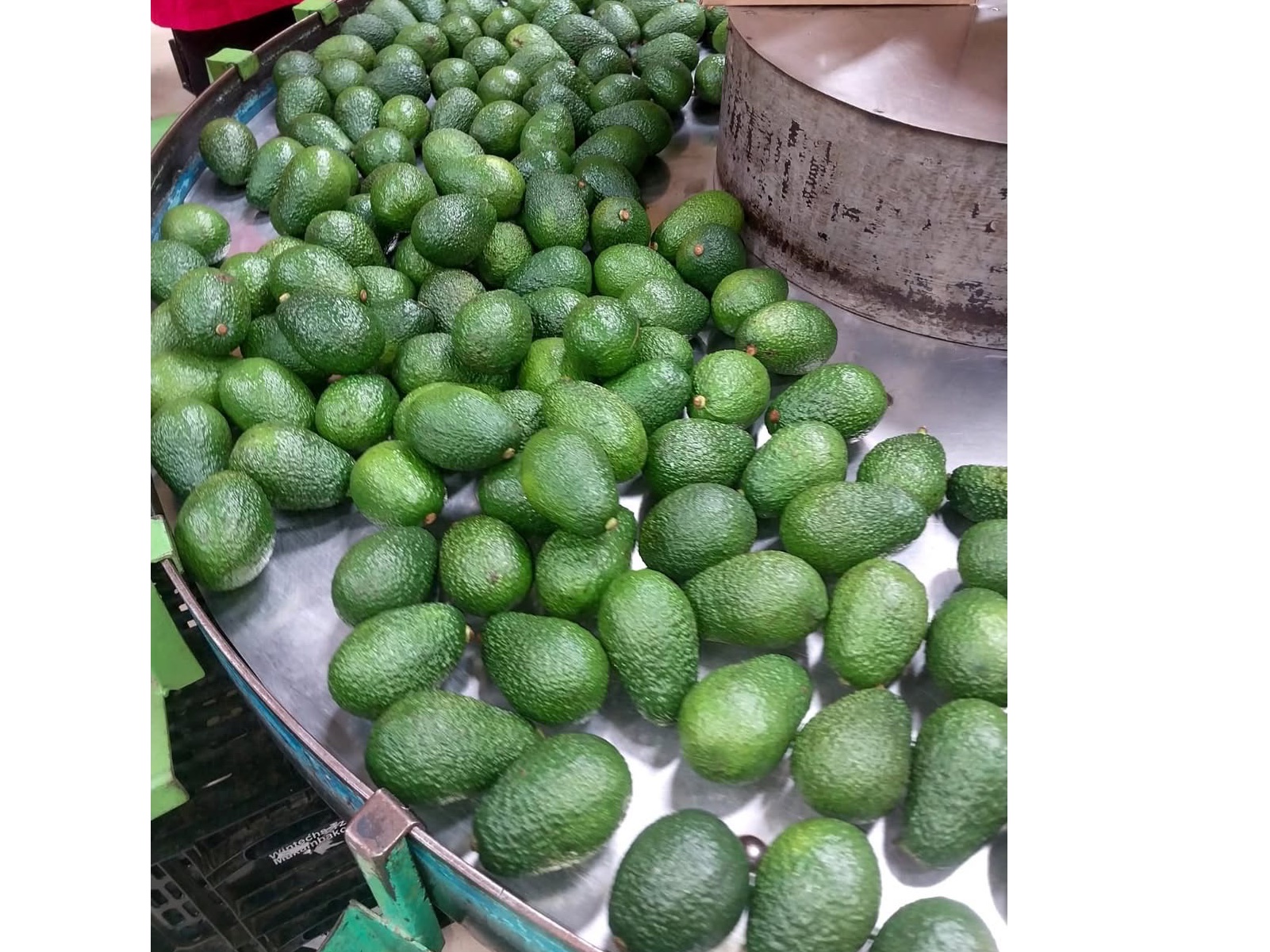 Tanzania Hass Avocado  3