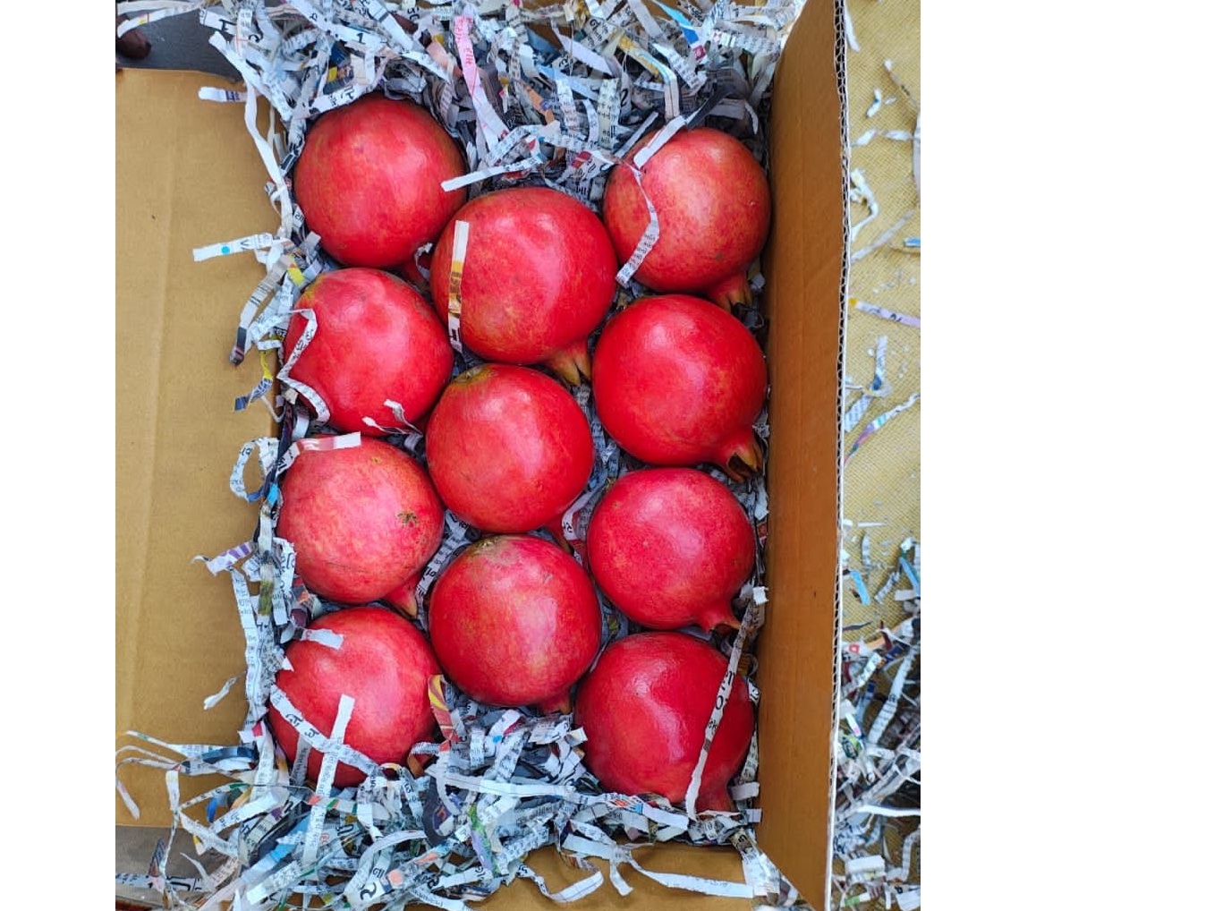 Indian Pomegranate 1