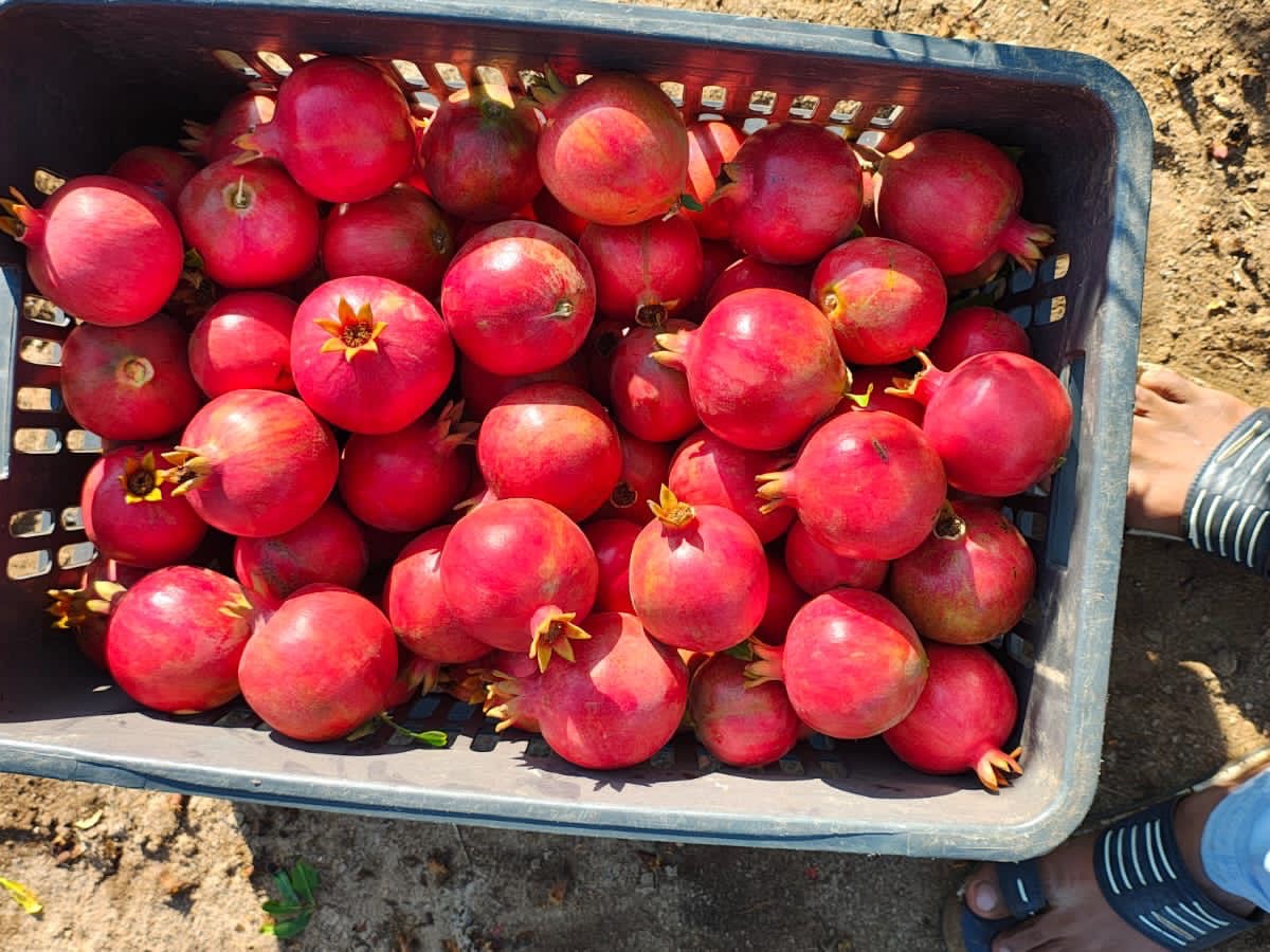 Indian Pomegranate 2