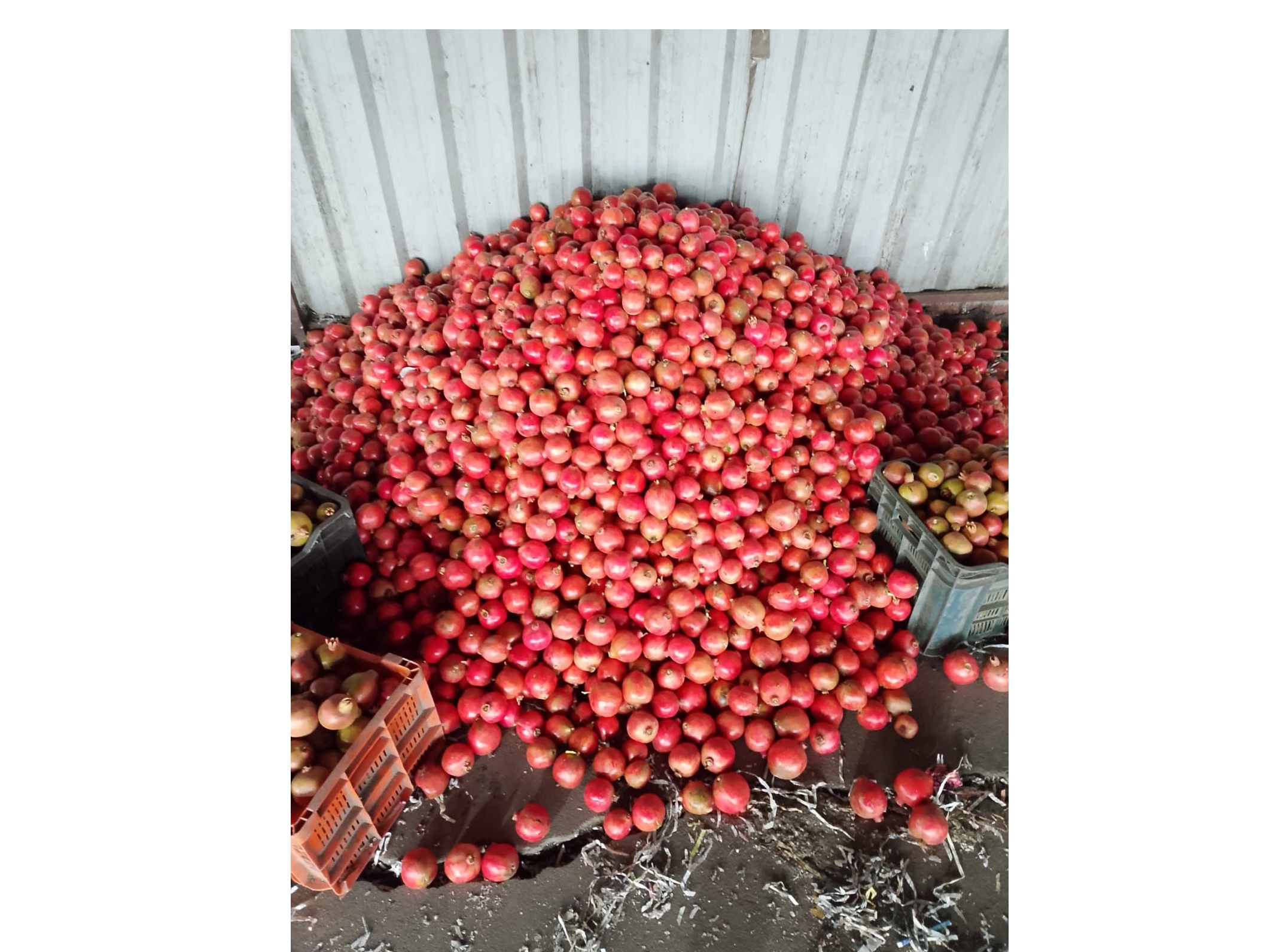 Indian Pomegranate 3