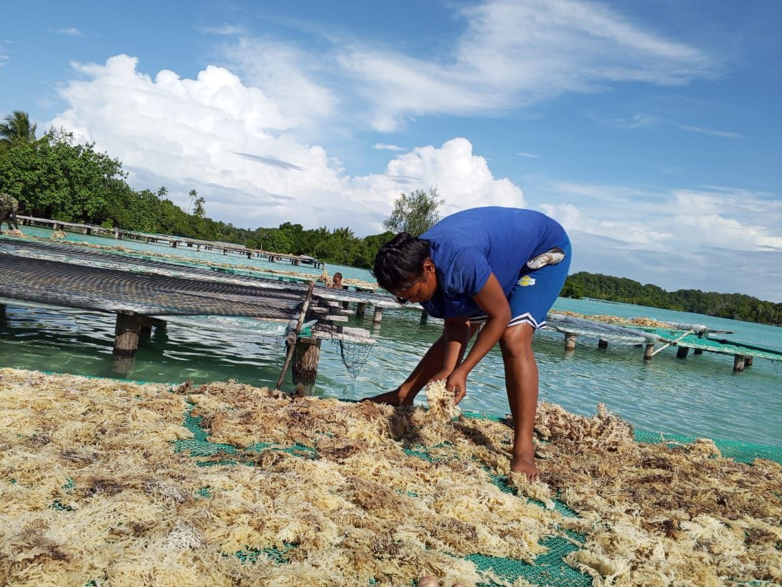 Dried golden seaweed 2