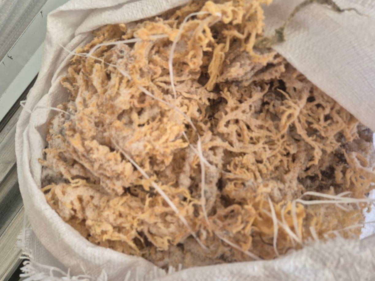 Dried golden seaweed 4