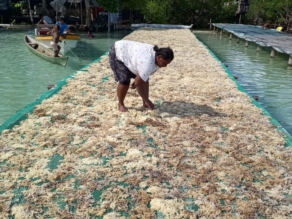 Dried golden seaweed 5