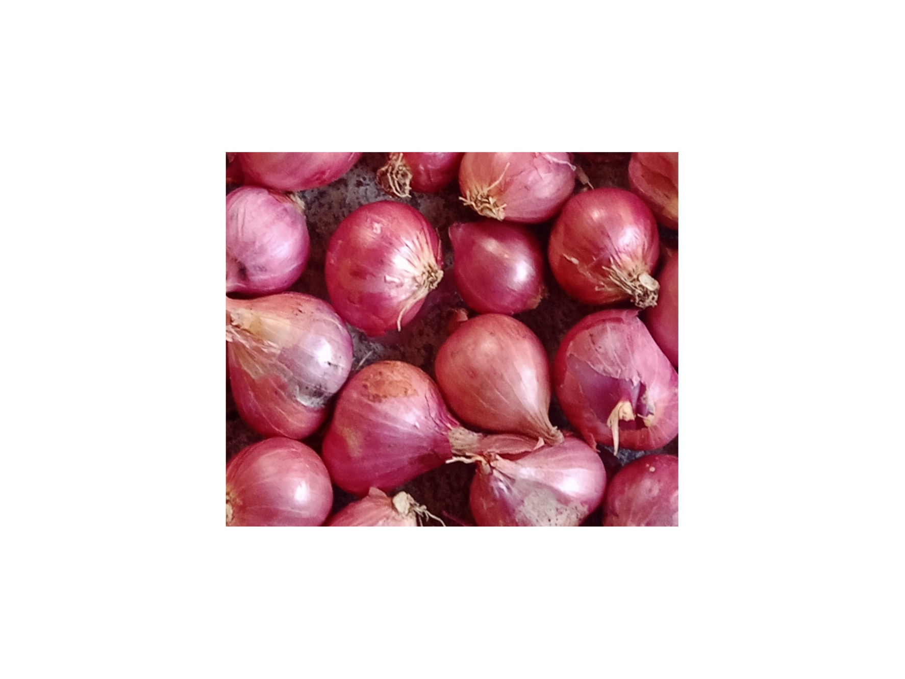 SMALL ONION  1