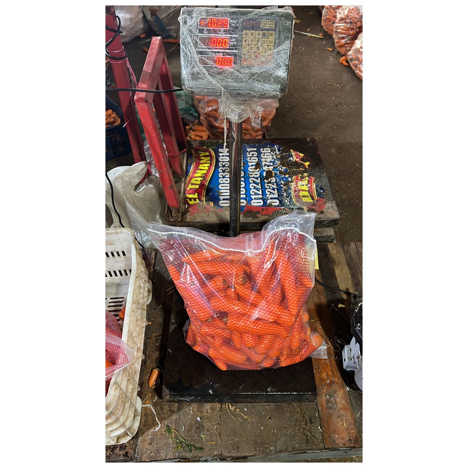 Egyptian Carrot 3