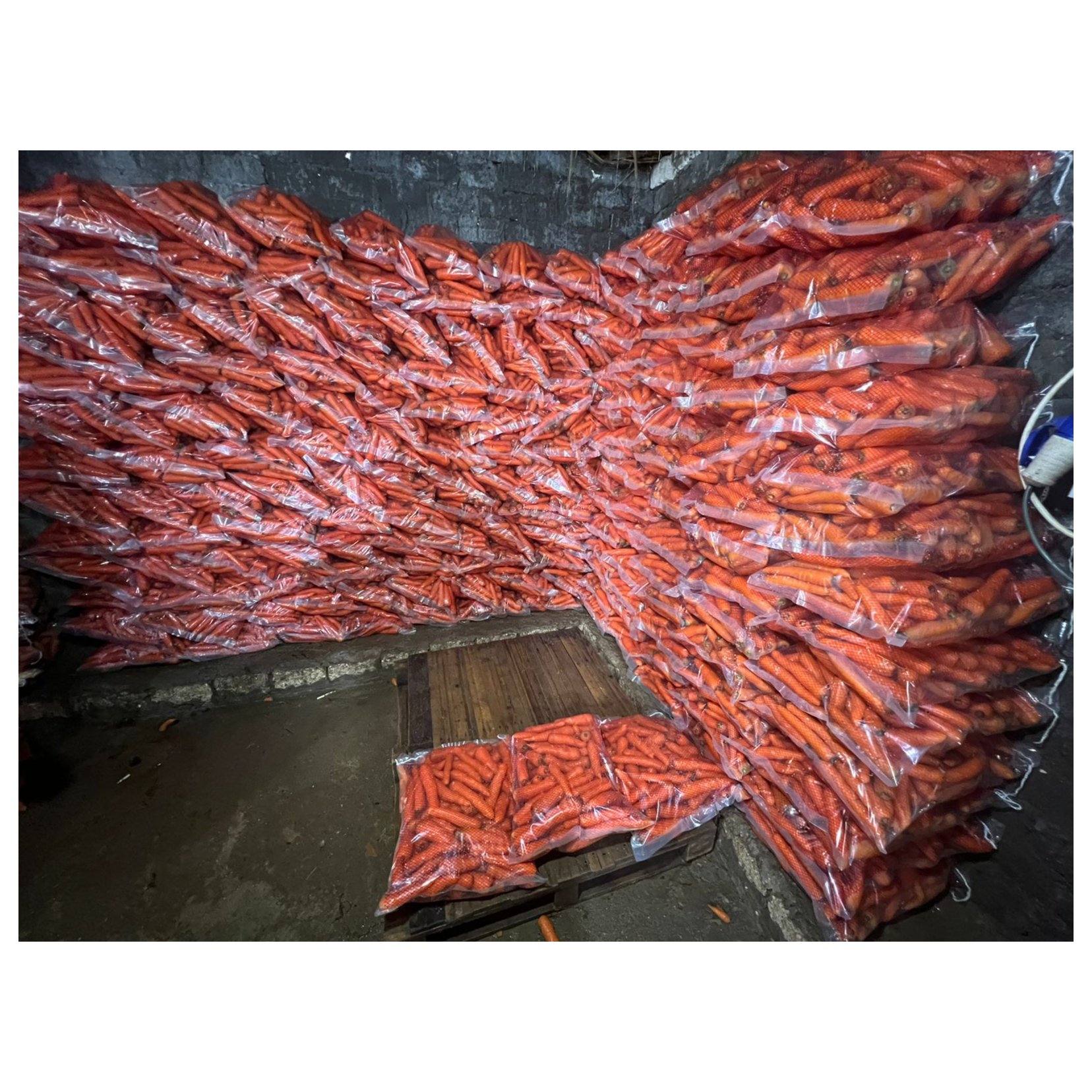 Egyptian Carrot 4
