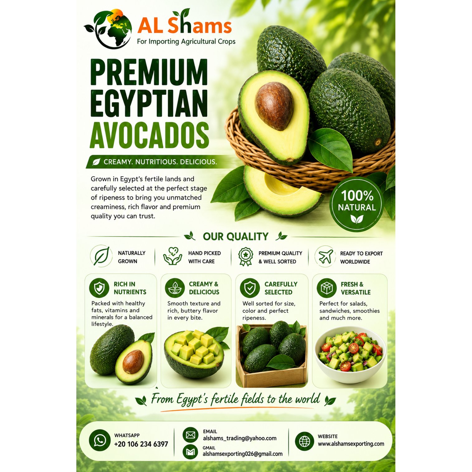 Premium  Egyptian Avocado
