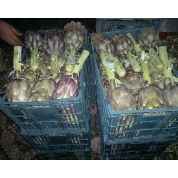 Artichoke  2