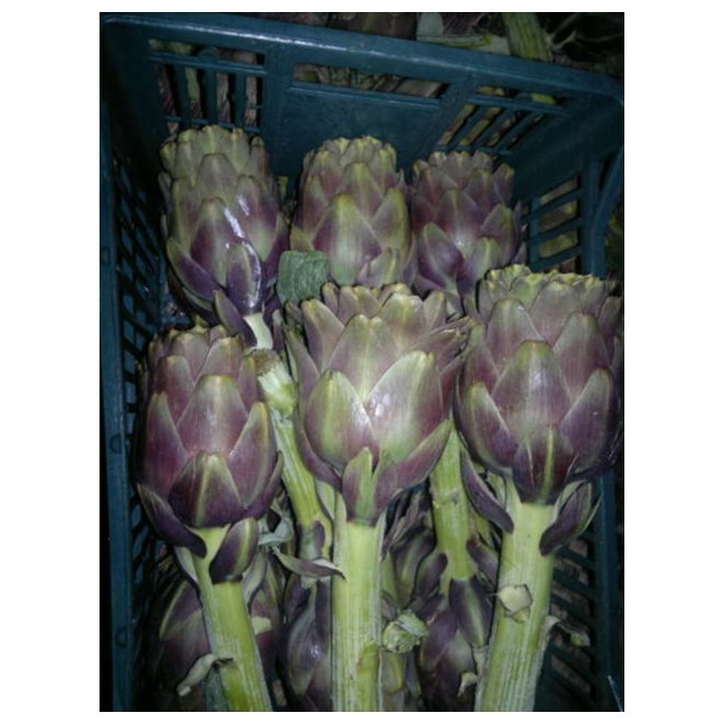 Artichoke  3