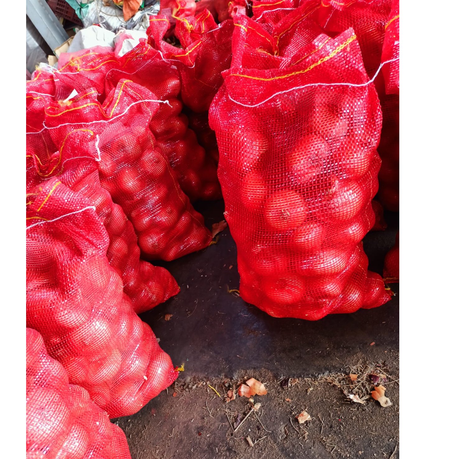 Egyptian Red Onions 1