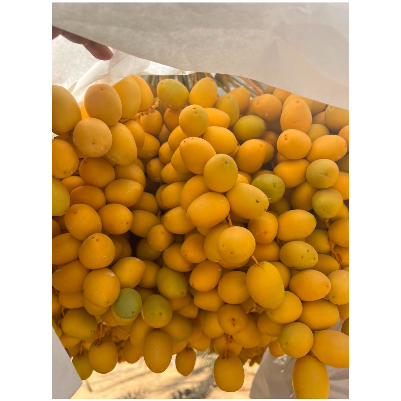 Egyptian Barhy Dates 1