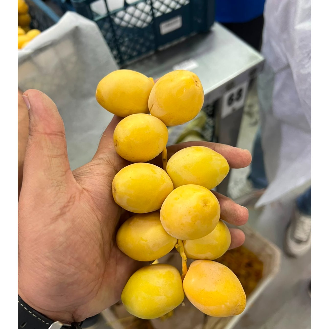 Egyptian Barhy Dates 2