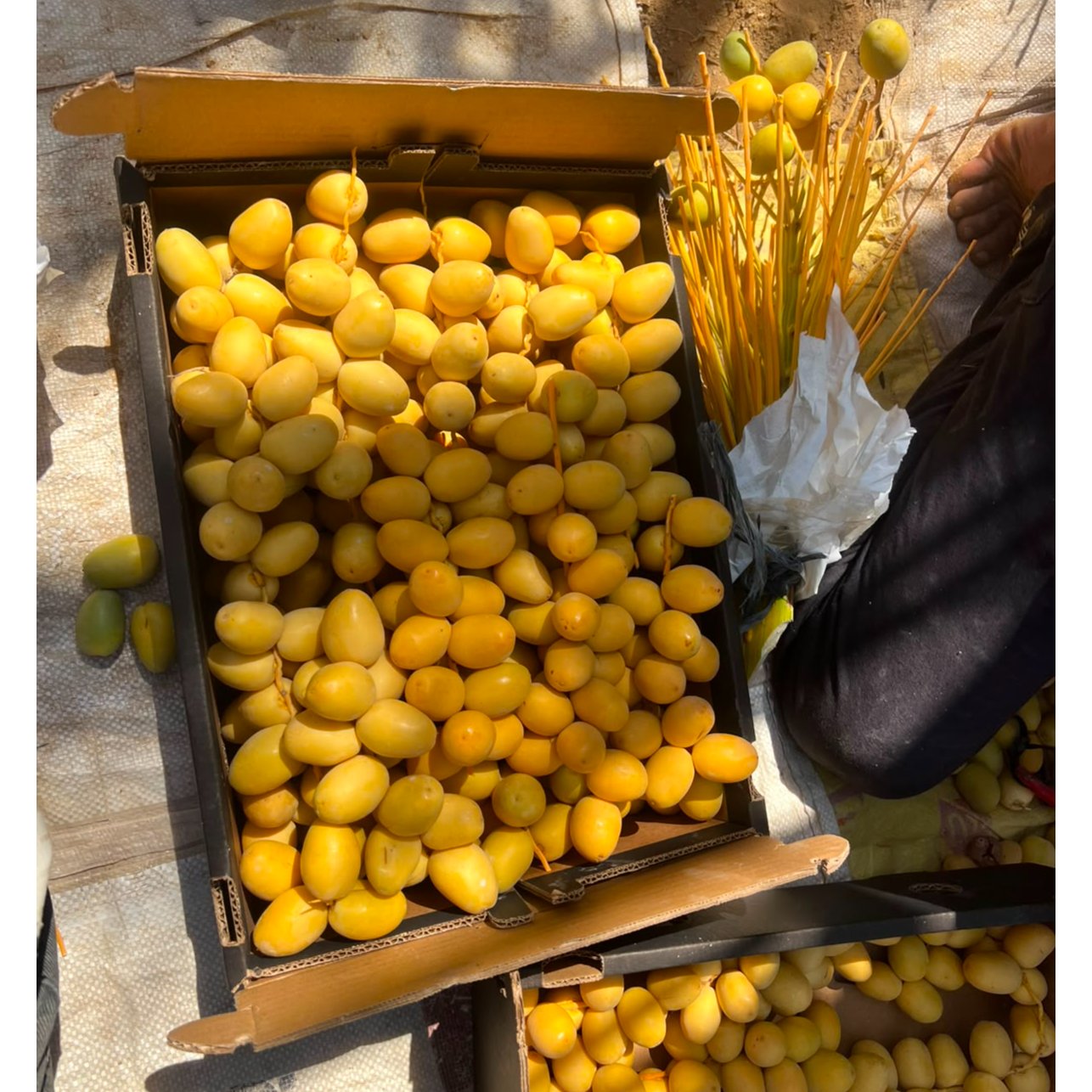 Egyptian Barhy Dates 3