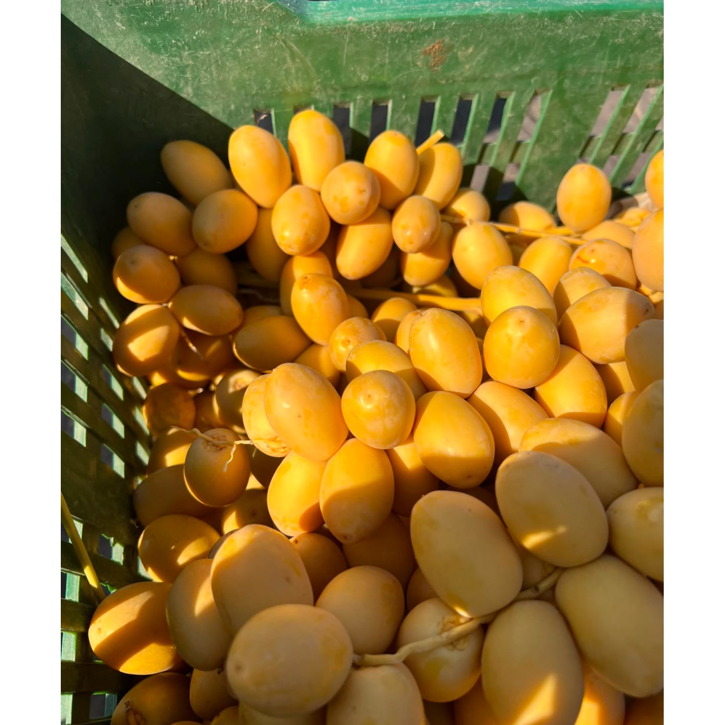 Egyptian Barhy Dates 4