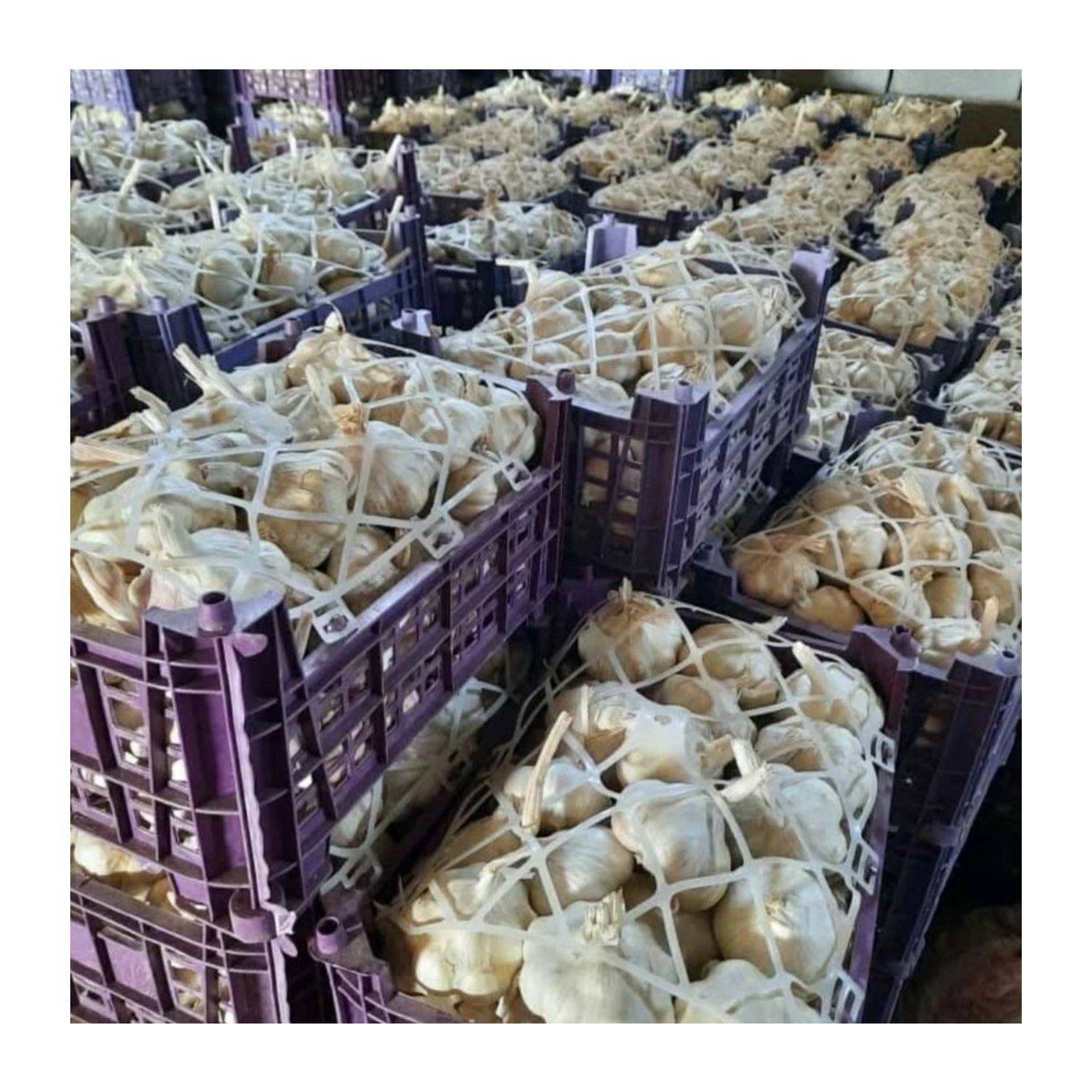 Egyptian Red Garlic